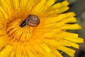 Omaggio alla primavera - FOTOGALLERY